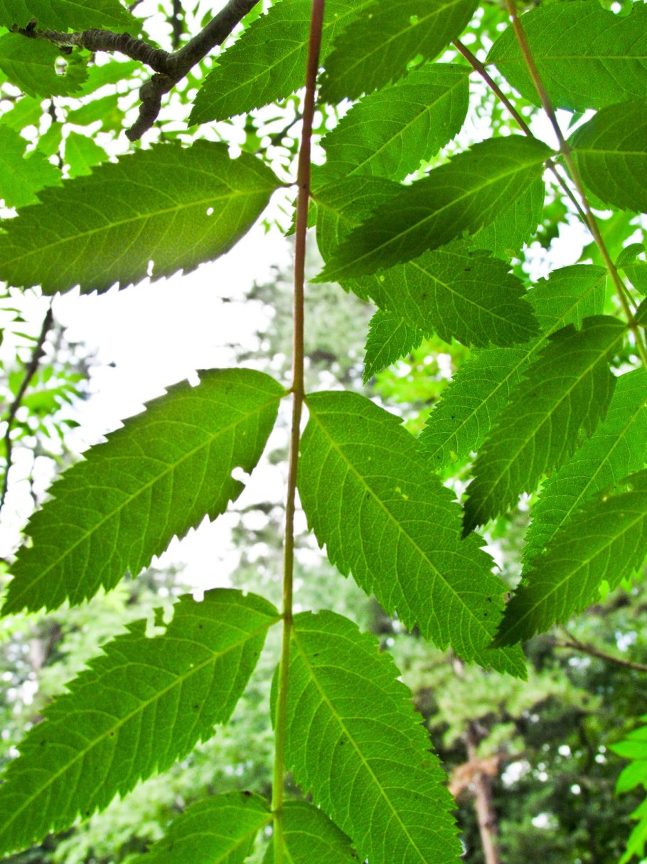 Fraxinus Excelsior дерево