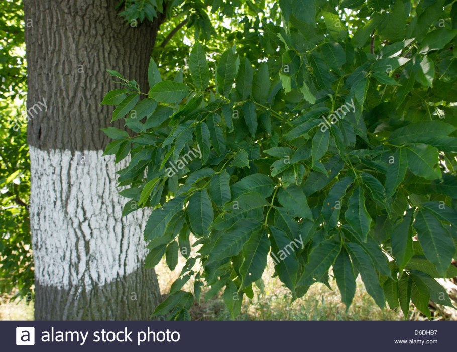 Ясень шерстистый ясень Зибольда