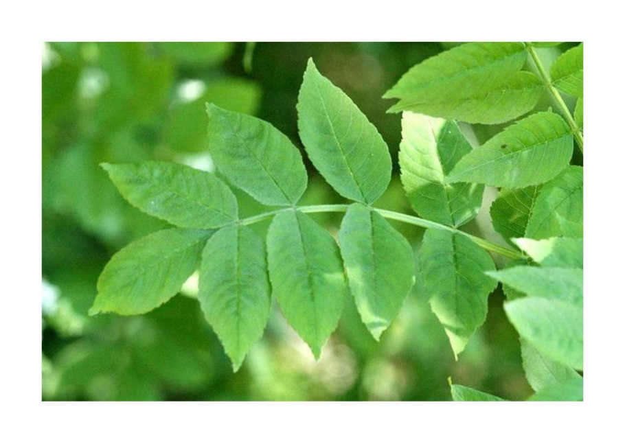 Ясень с вертолетиками