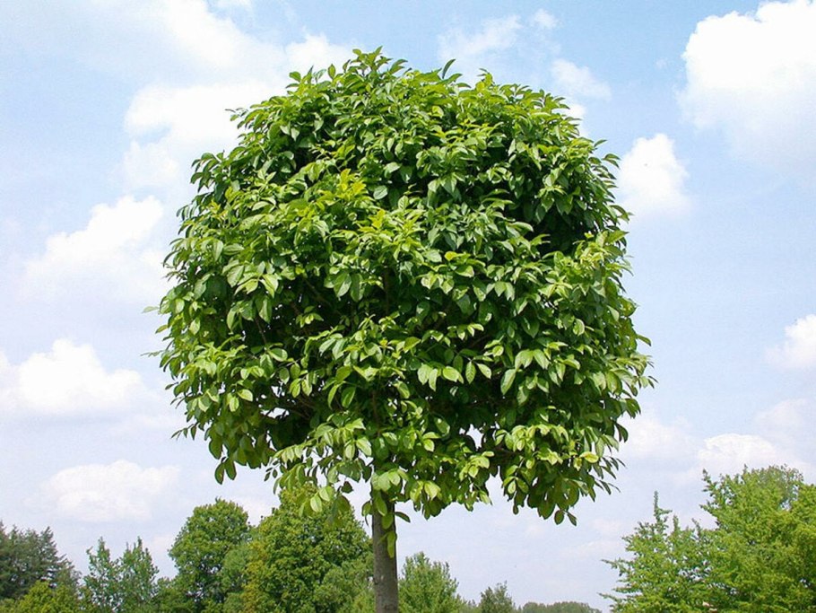 Ясень обыкновенный Fraxinus Excelsior