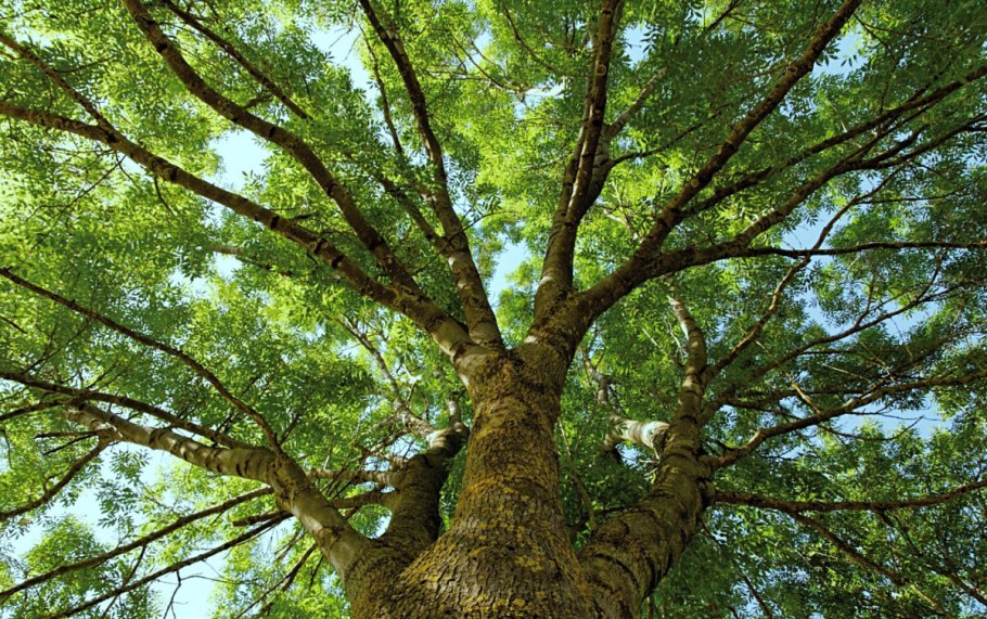 Бук цвет древесины натуральный