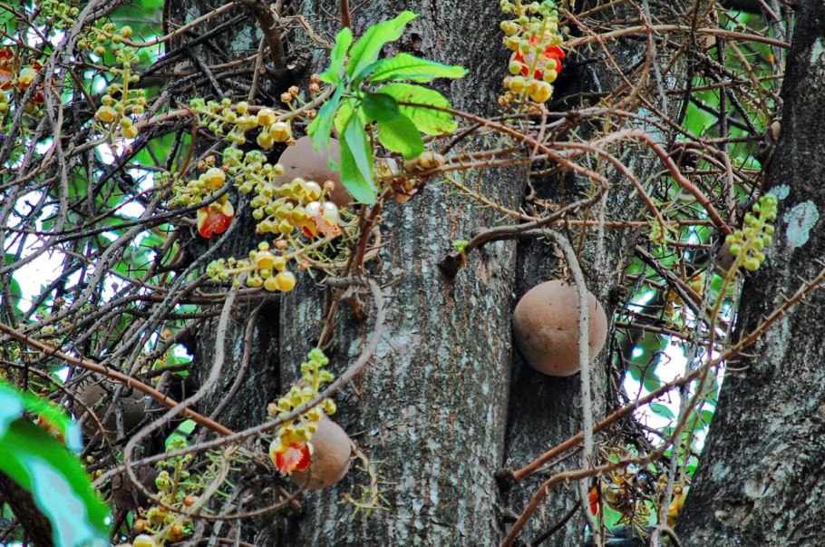 Bertholletia Excelsa "бразильские орехи"