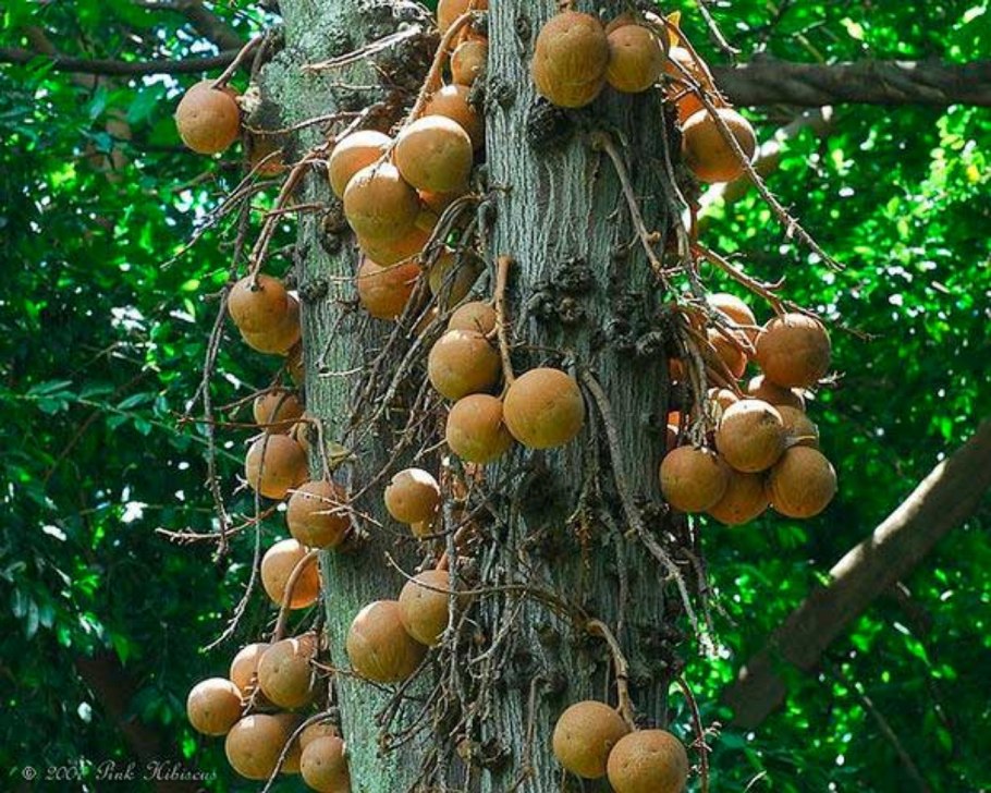 Bertholletia Excelsa "бразильские орехи"