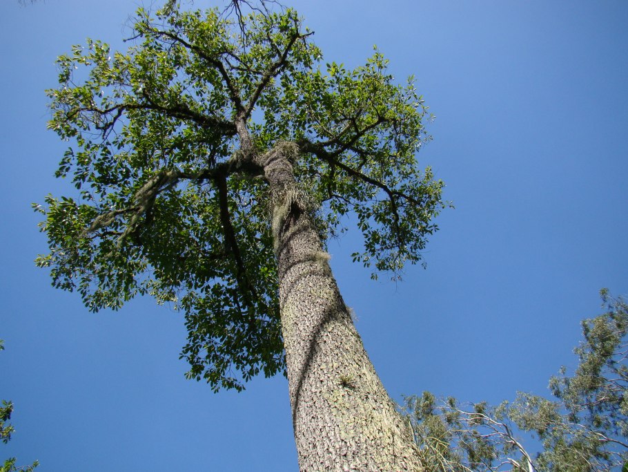 Bertholletia Excelsa "бразильские орехи"