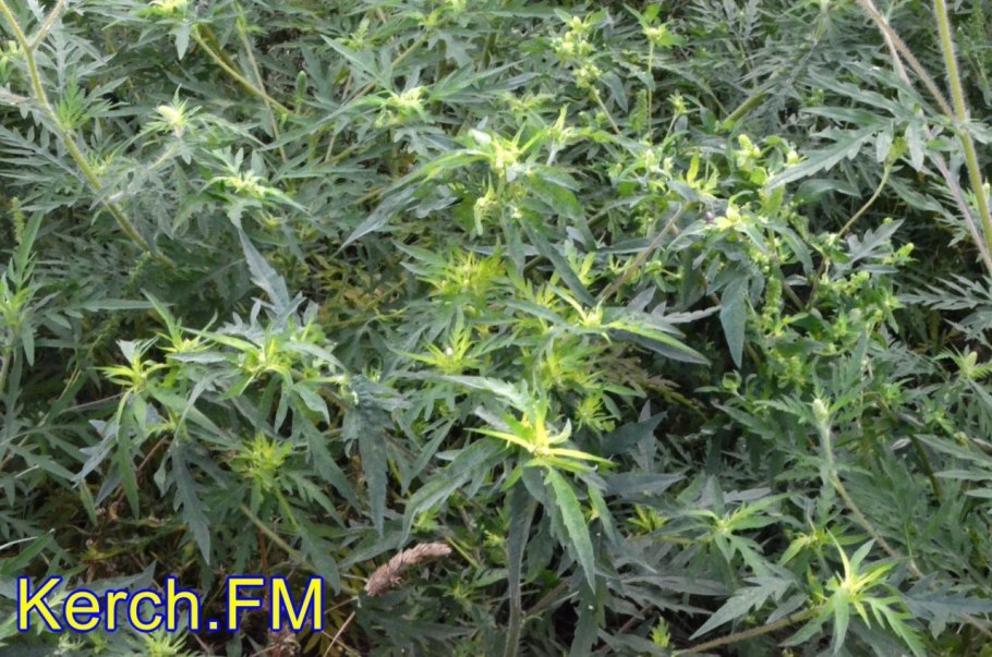 Амброзия Севастополь цветение