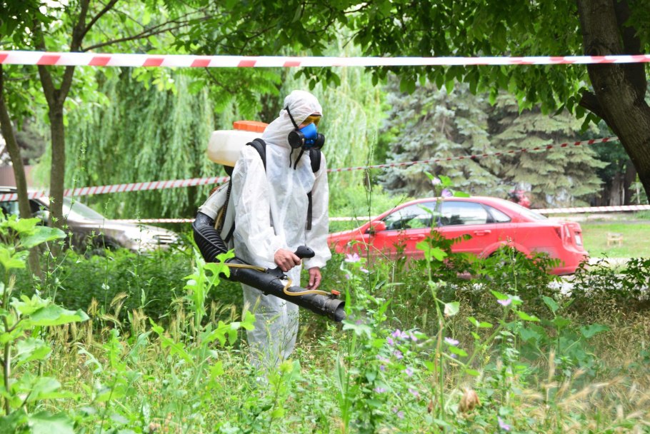 Амброзия широколистная