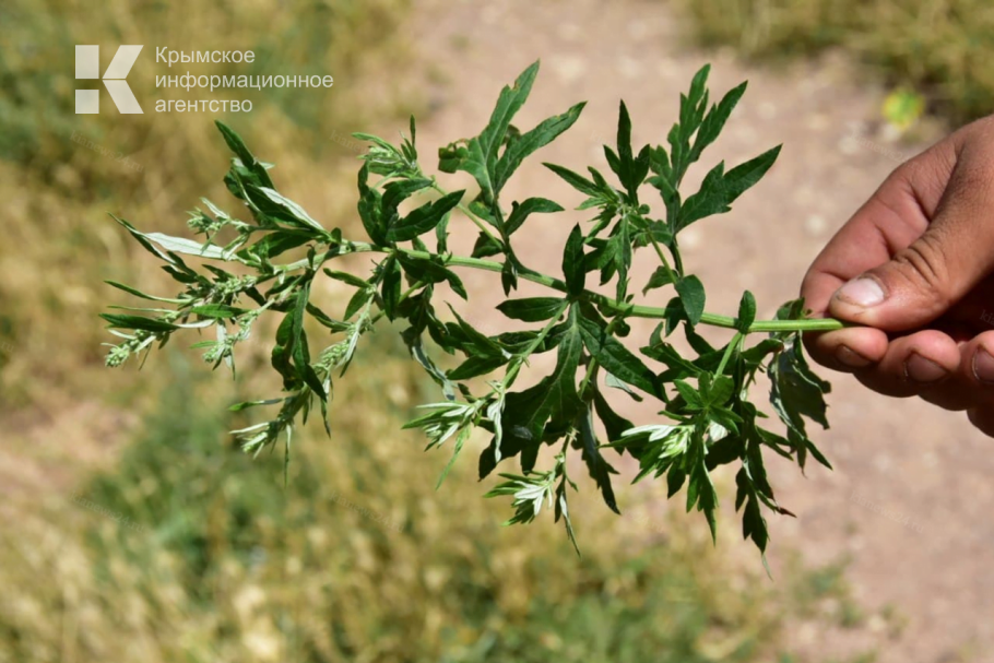 Амброзияя крымскаярастение