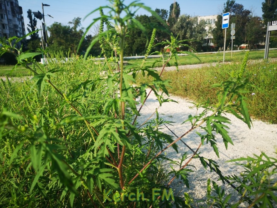 Амбро́зия полынноли́стная