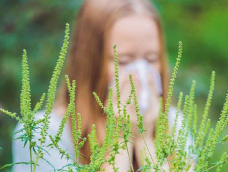 Сорняк амброзия полыннолистная