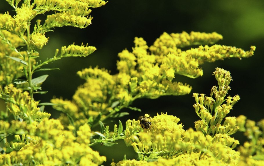 Амброзия полыннолистная