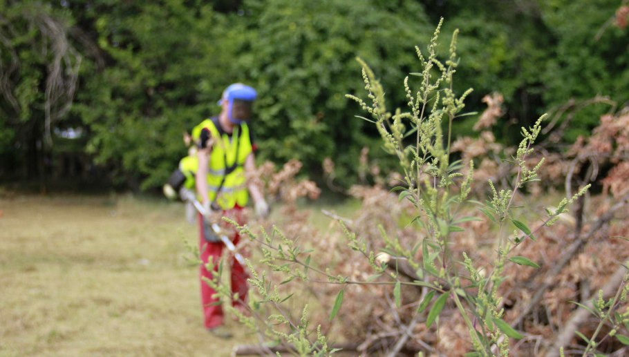 Амброзия цветение