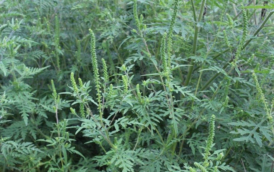 Амброзия американская