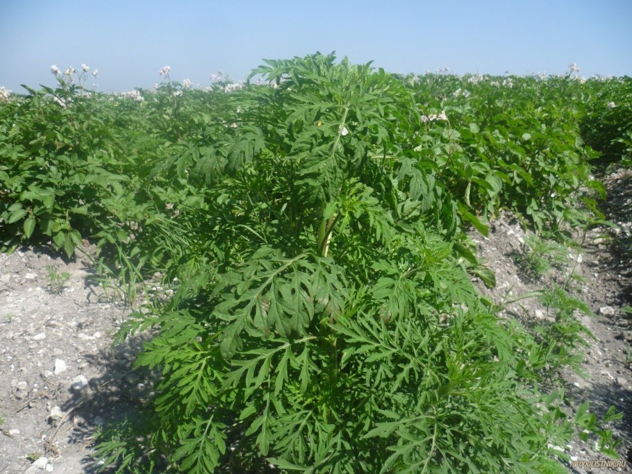 Амброзия многолетняя