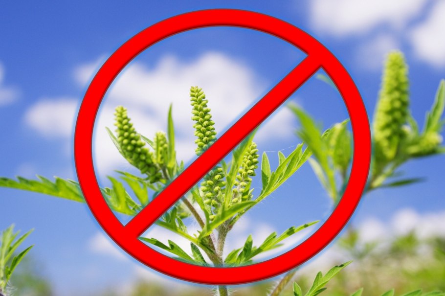 Амброзия 2000 предусилитель