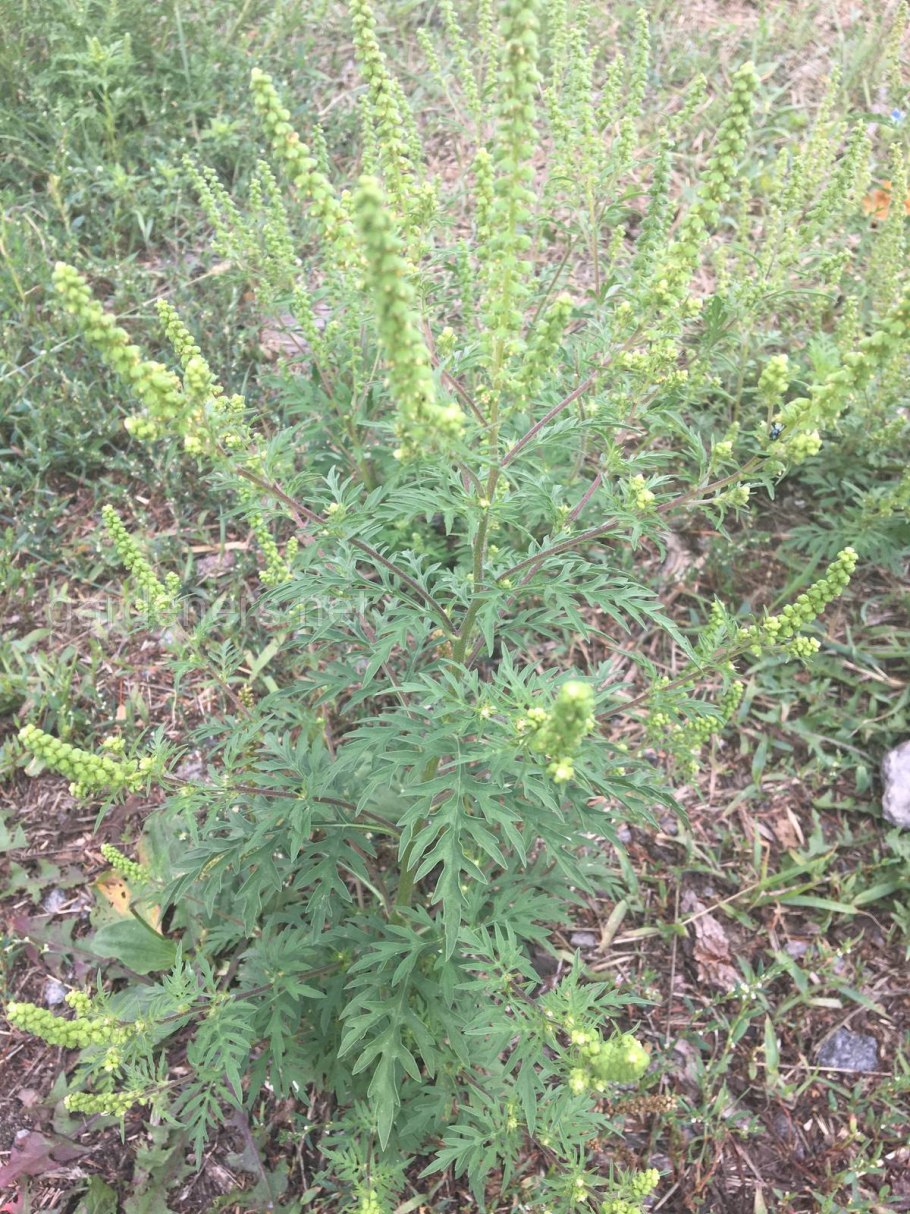 Амброзия Калдарелли