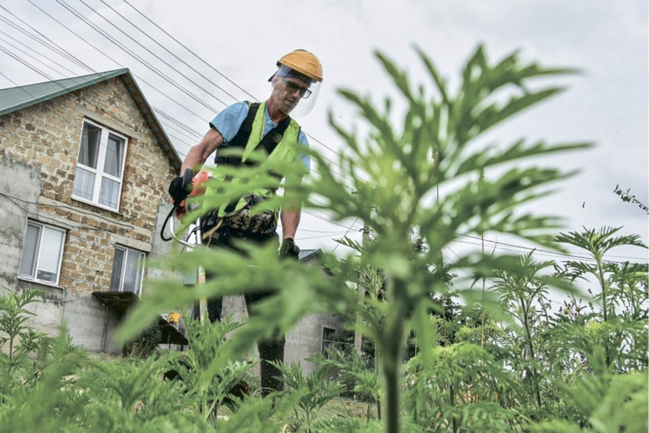 Амброзия широколистная