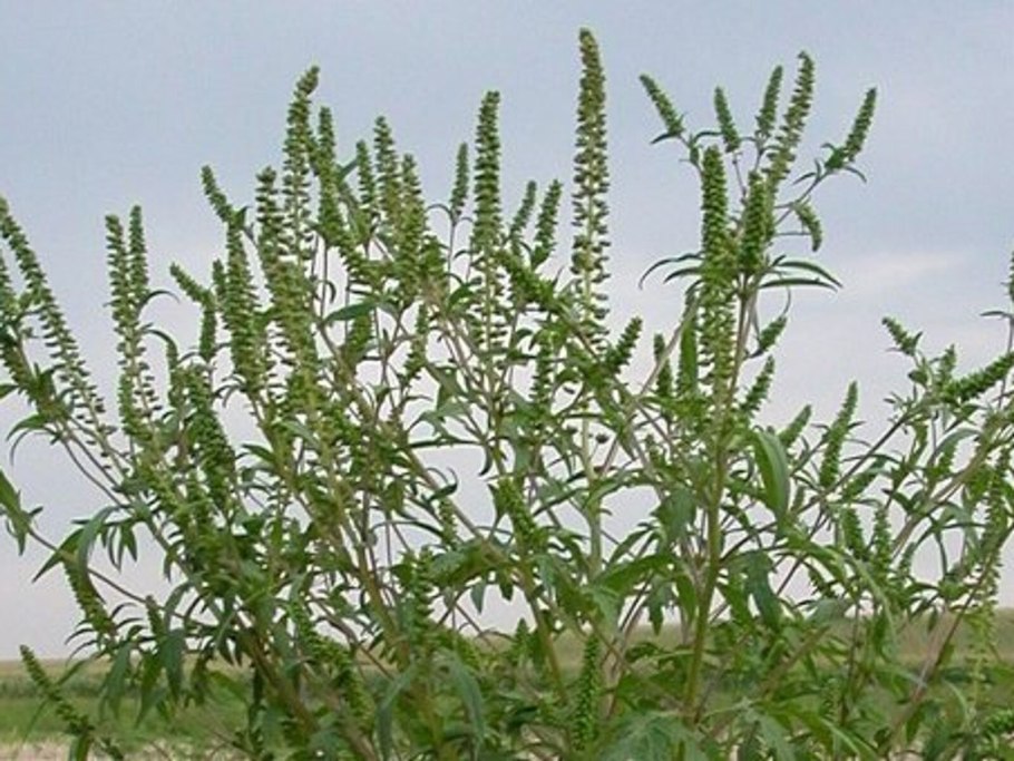 Амброзия в Крыму период цветения