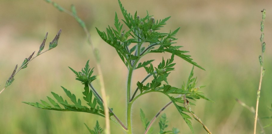Амброзия полыннолистная