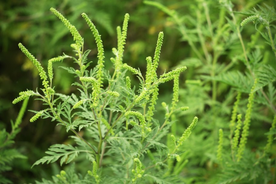 Амброзия Садовая