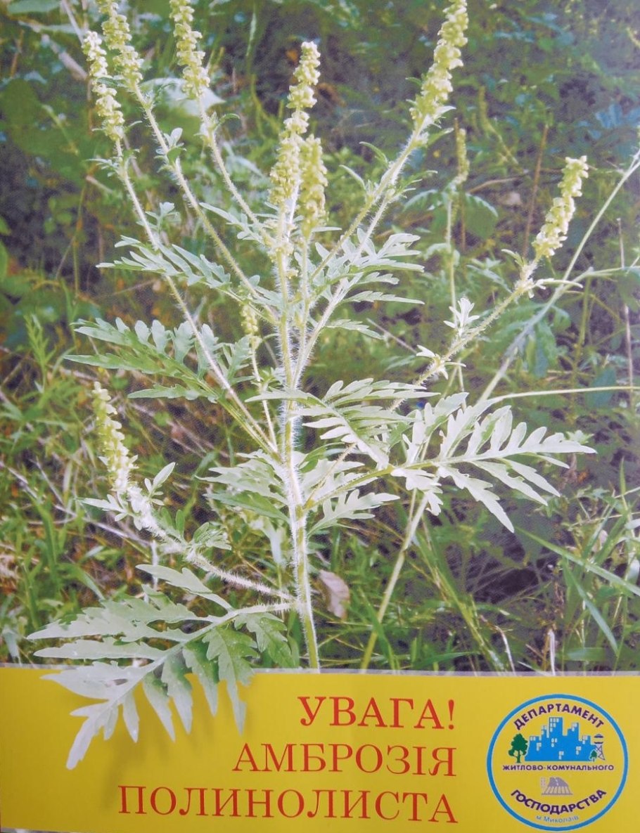 Амброзия Тамань