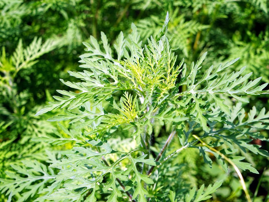 Амброзия Алушта