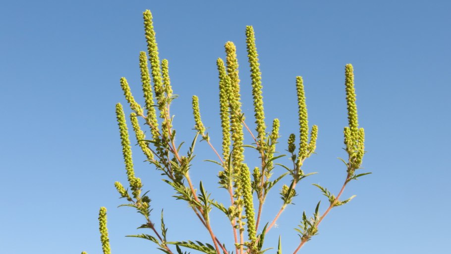 Амброзия Келли