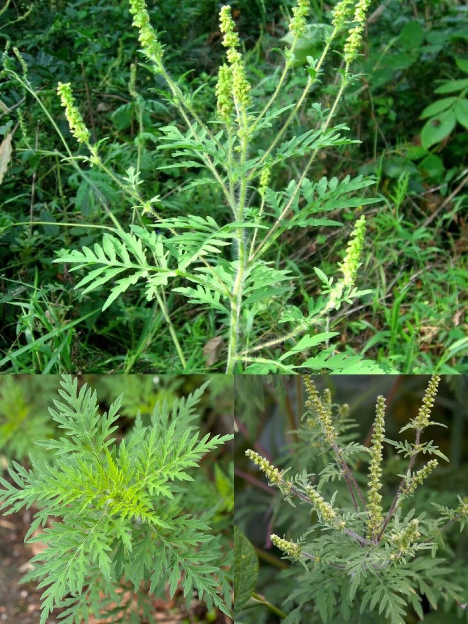 Амброзия полыннолистная