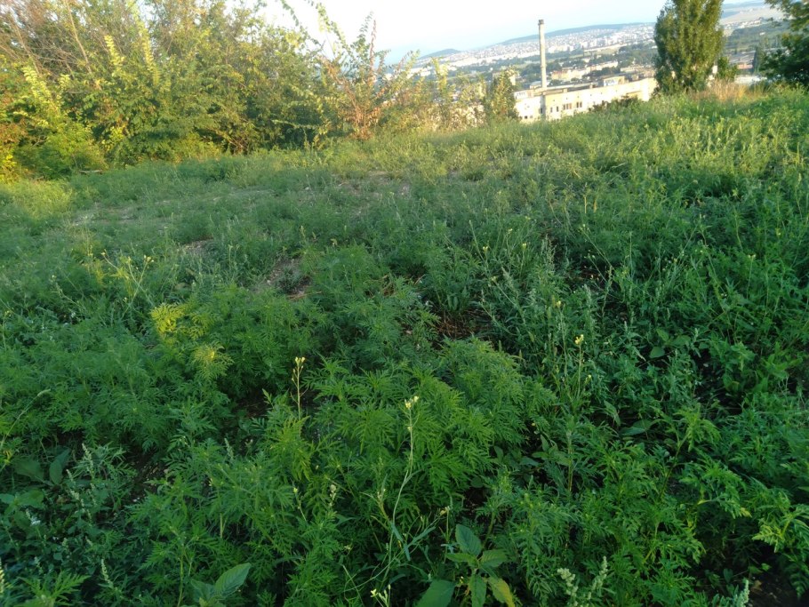 Амброзия полыннолистная опасный карантинный сорняк