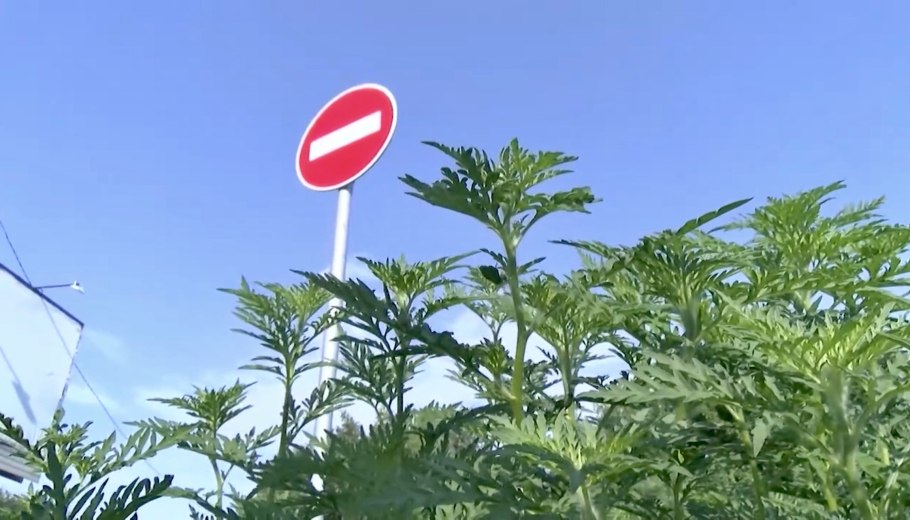 Амброзия Алушта