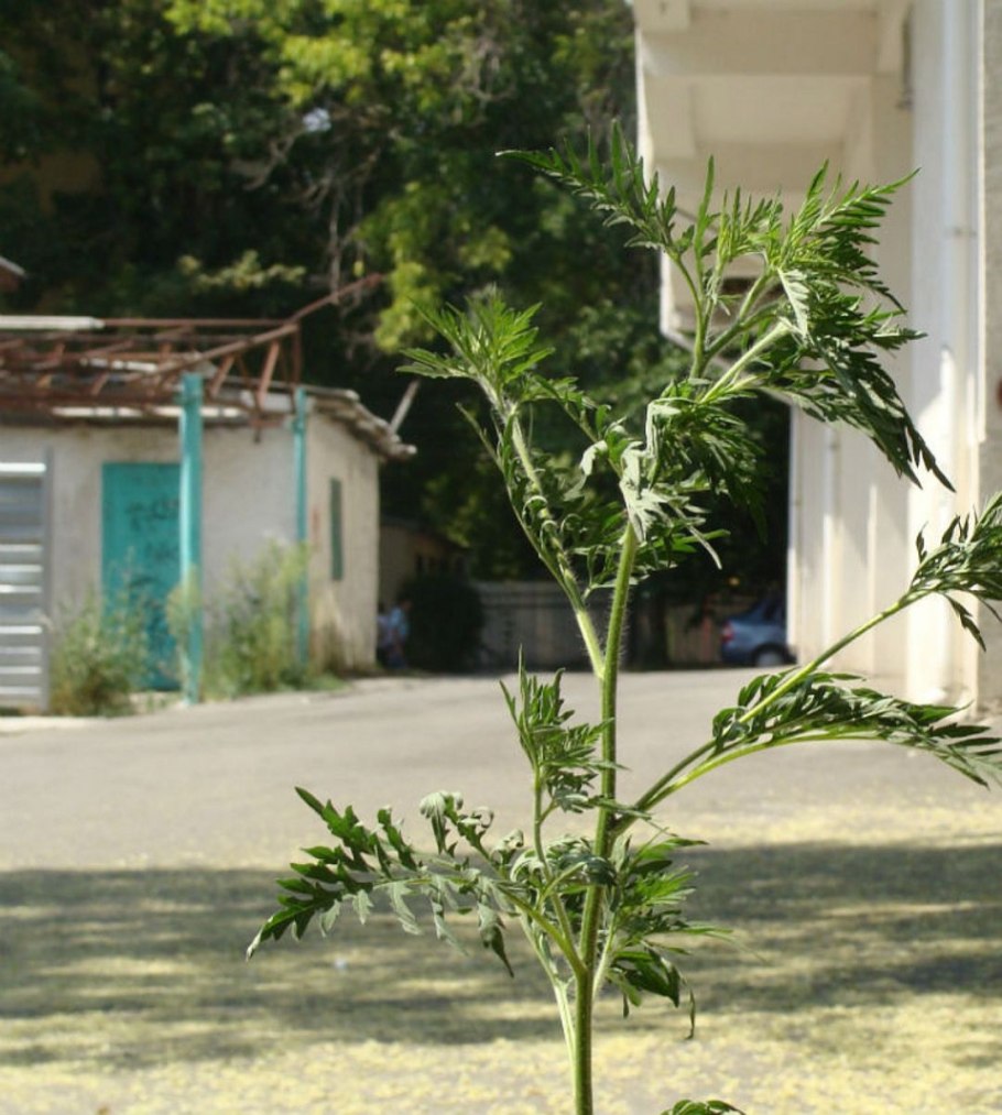 Амброзия желтая