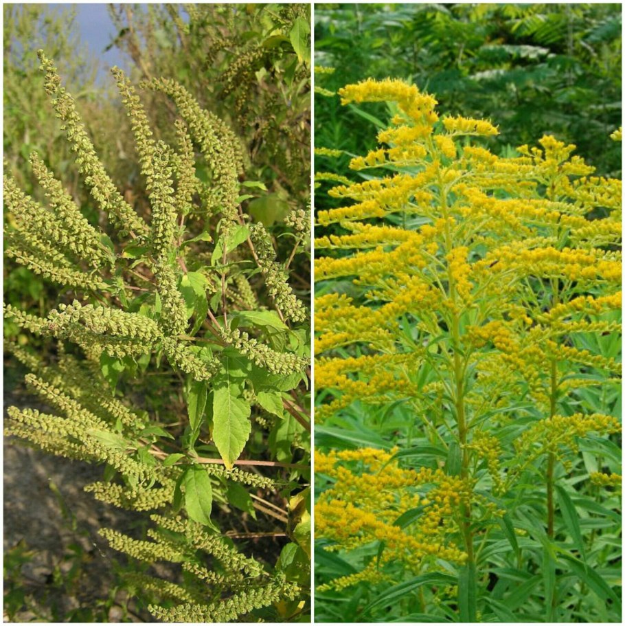 Амброзия Огородная