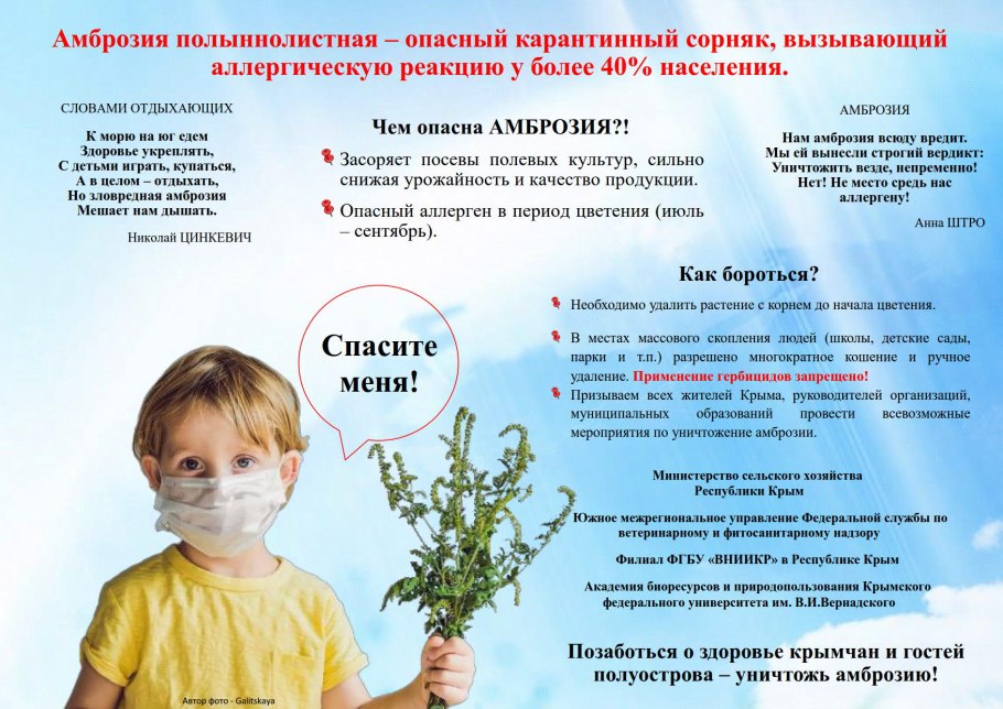 Амброзия растение