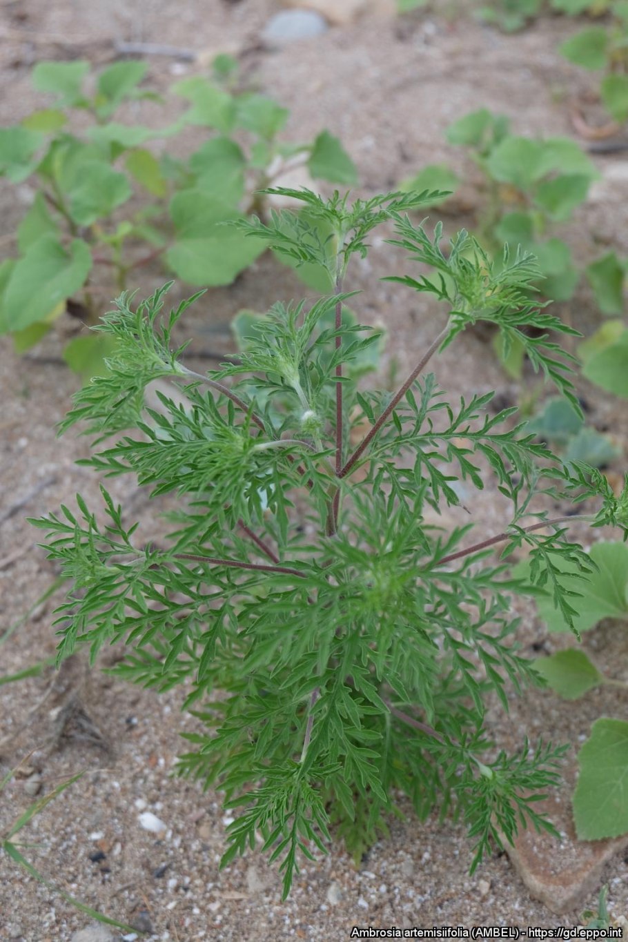 Кубанская амброзия