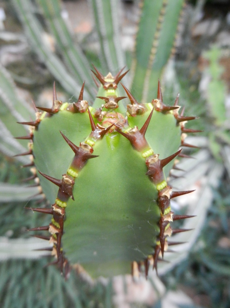 Ms310 Cactus