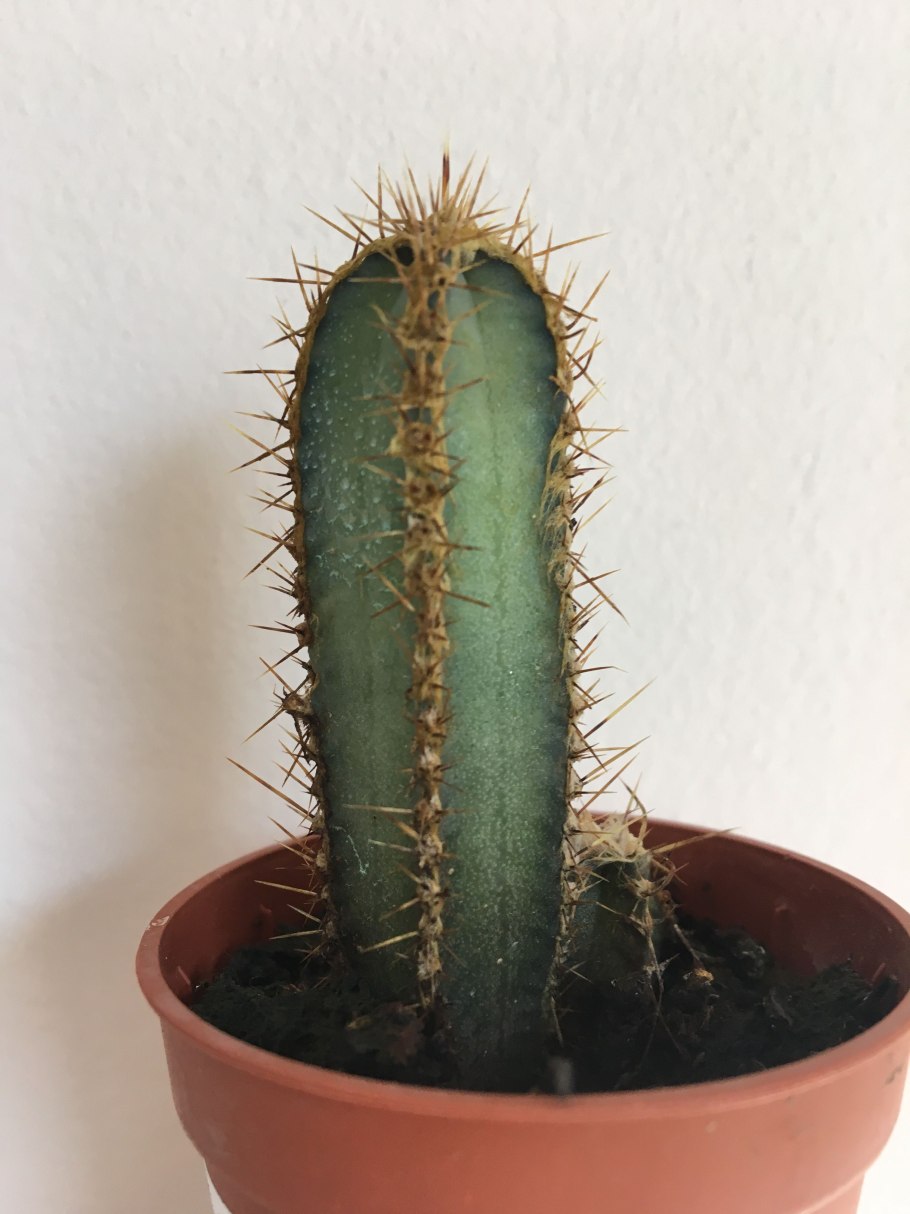 Cereus forbesii spiralis