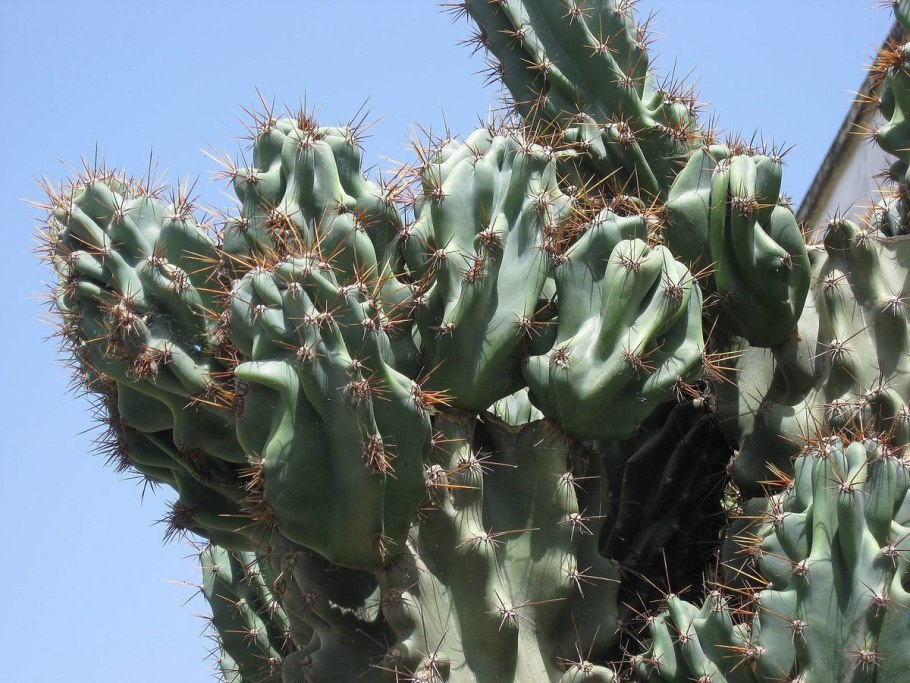 Молочай цереусовидный (Euphorbia cereiformis)