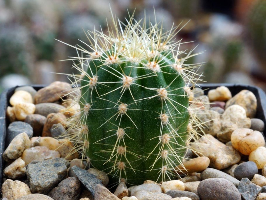 Euphorbia suzannae