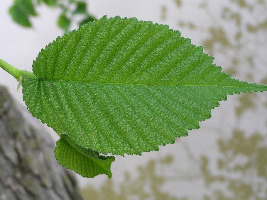 Вяз шершавый листья