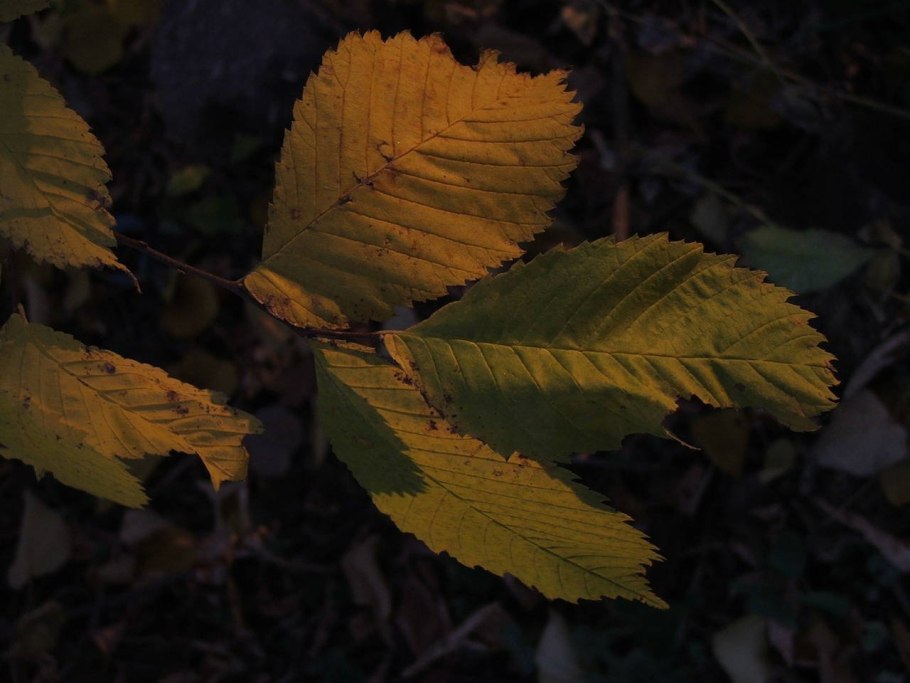 Листья ольхи листья вяза
