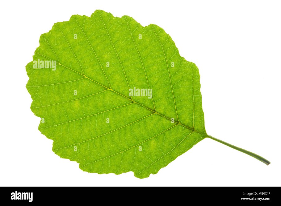 Лист ольхи на белом фоне