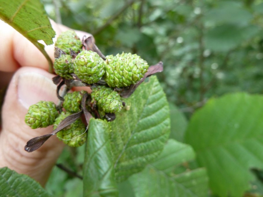 Ольха и орешник