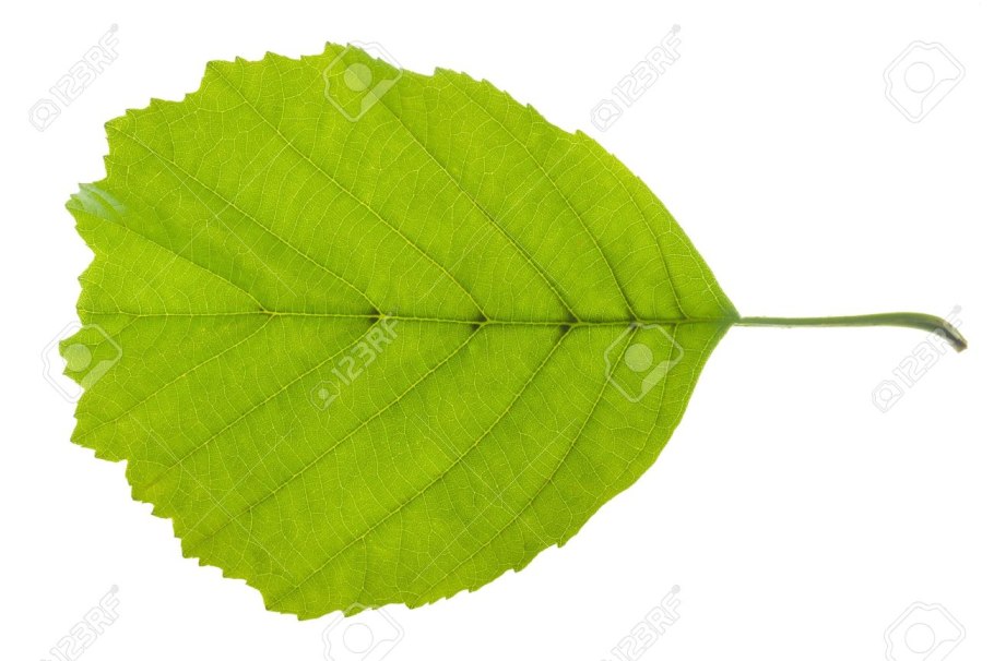 Листья ольхи в формате jpeg