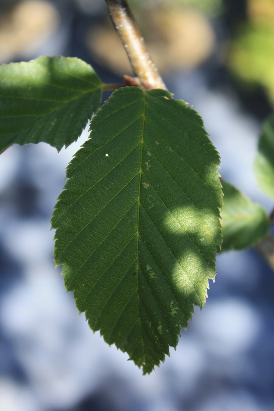 Ольха листва