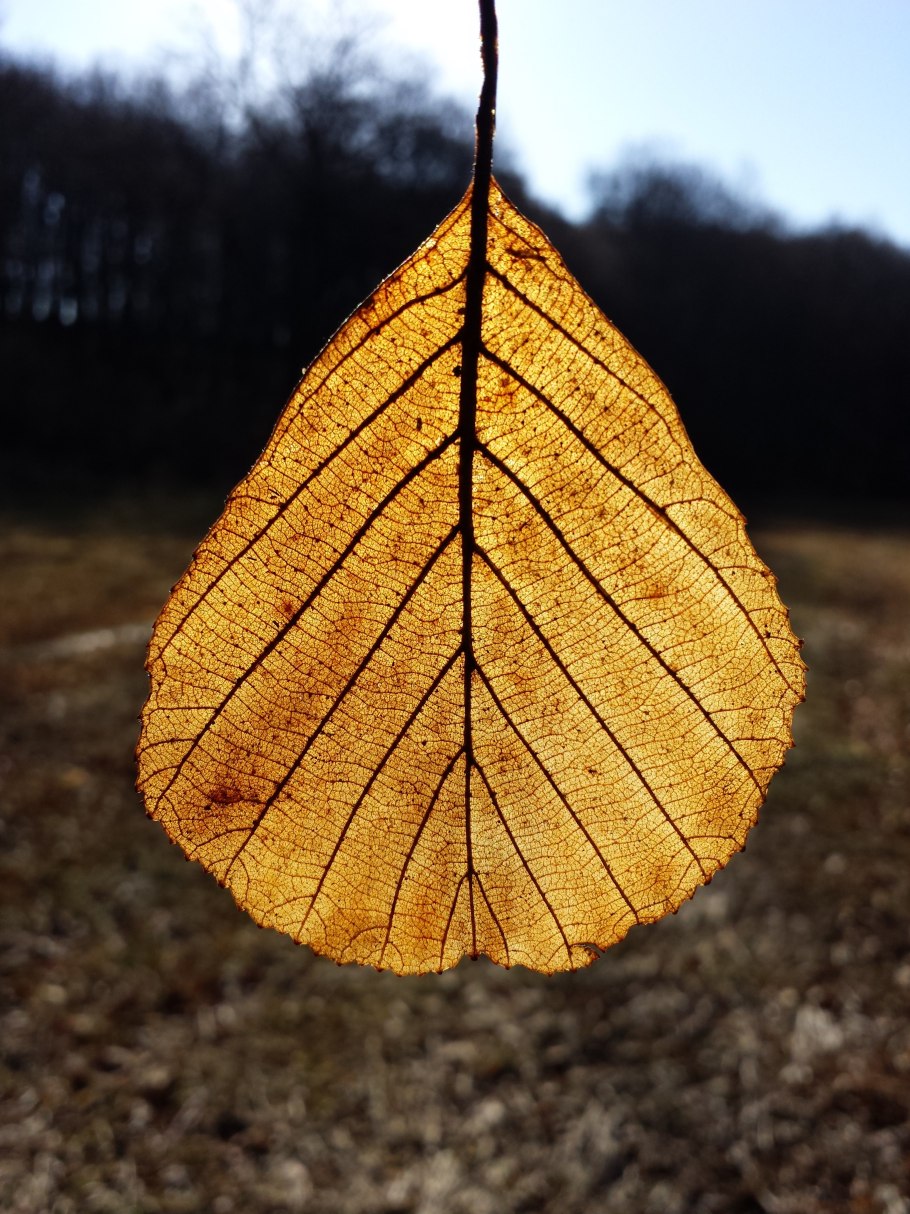 Alnus glutinosa ольха черная осень