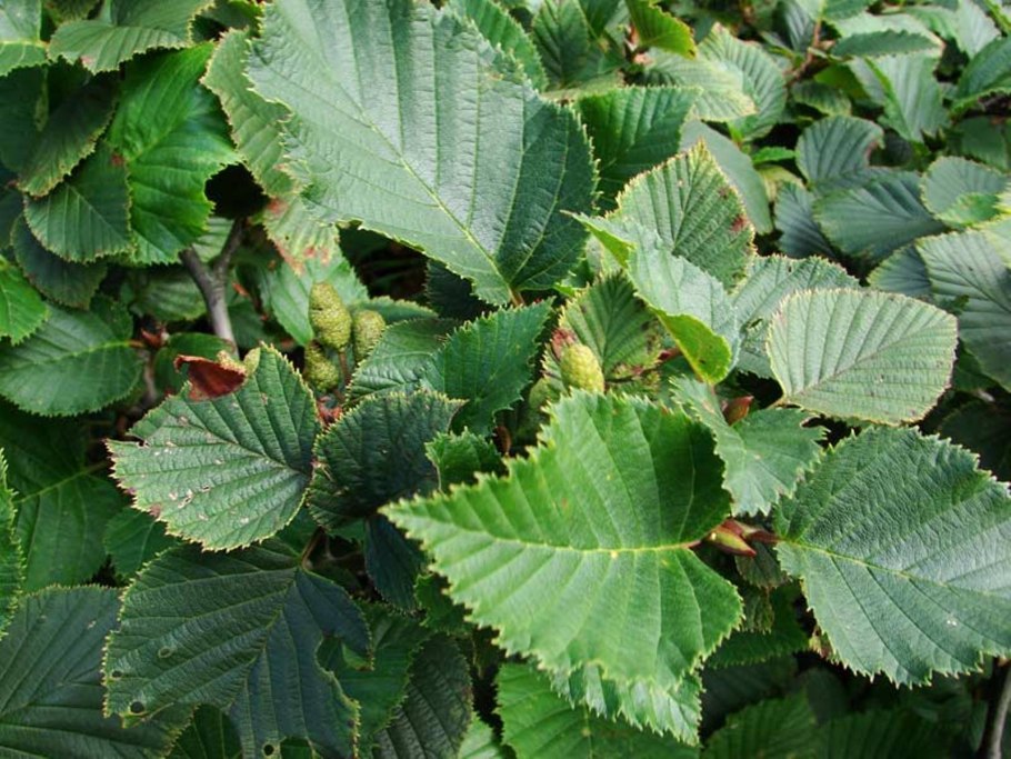 Ольха дерево листья