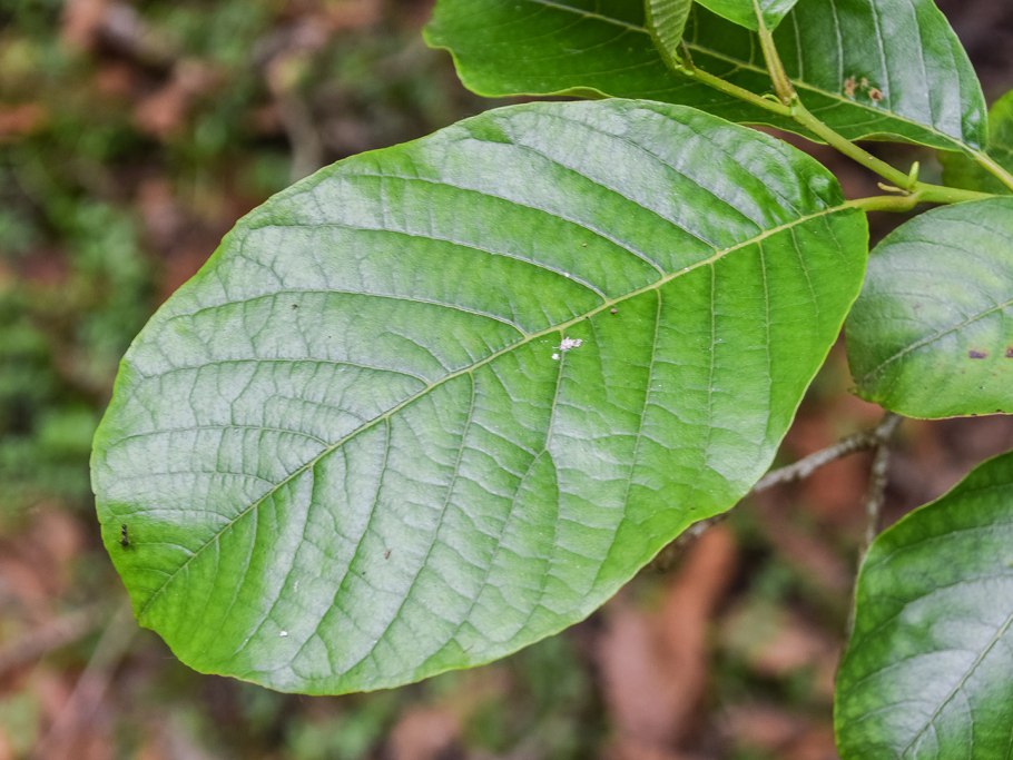 Alnus barbata дерево