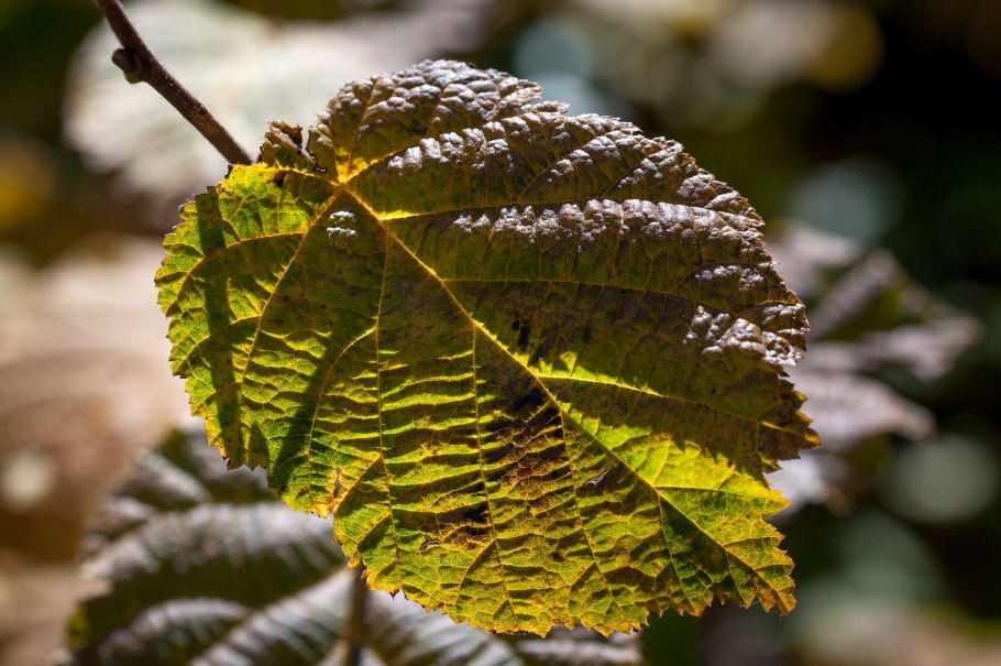 Ольха осенью