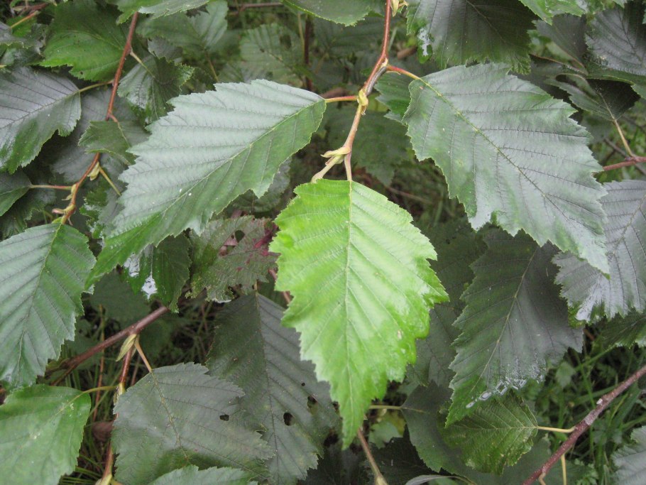Ольха серая(Alnus incana) 'foliis Aureomarginatis'