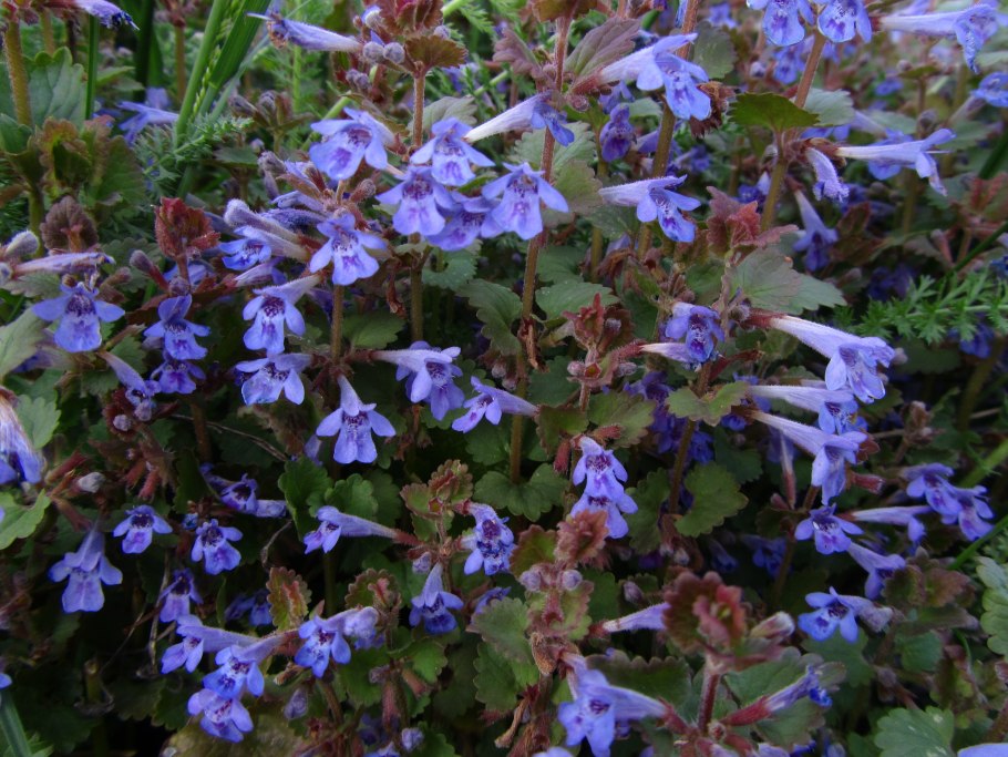 Собачья мята плющевидная