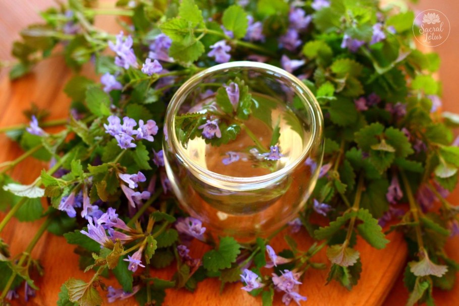 Будра плющевидная Ботаническая иллюстрация